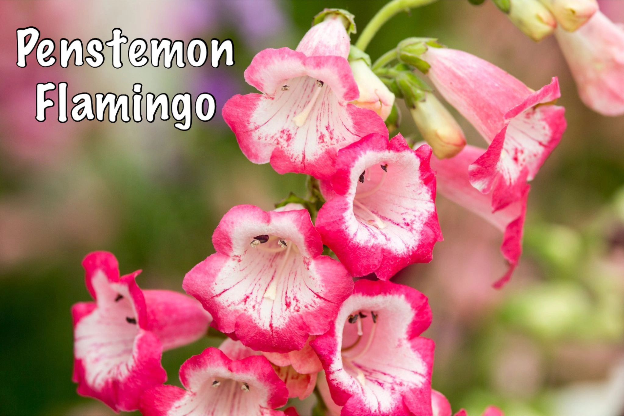 Penstemon Flamingo