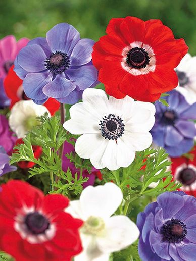 Anemone de Caen