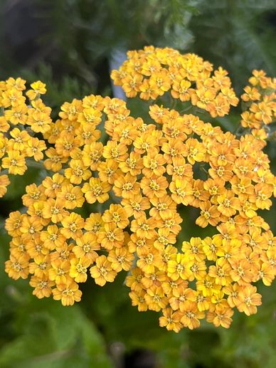 Achillea Terracotta