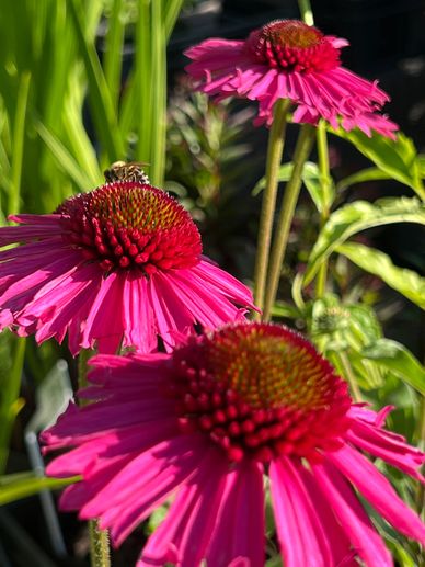 Bee on an Echinacea flower