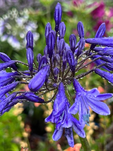 Agapanthus Black Buddhist
Blue Thunder
Agapanthus Navy Blue
Northern Star