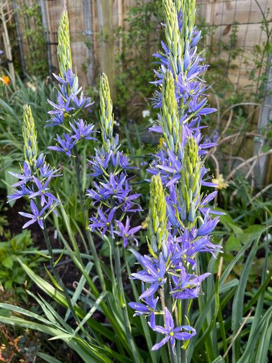 Camassia caerulea