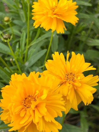 Coreopsis