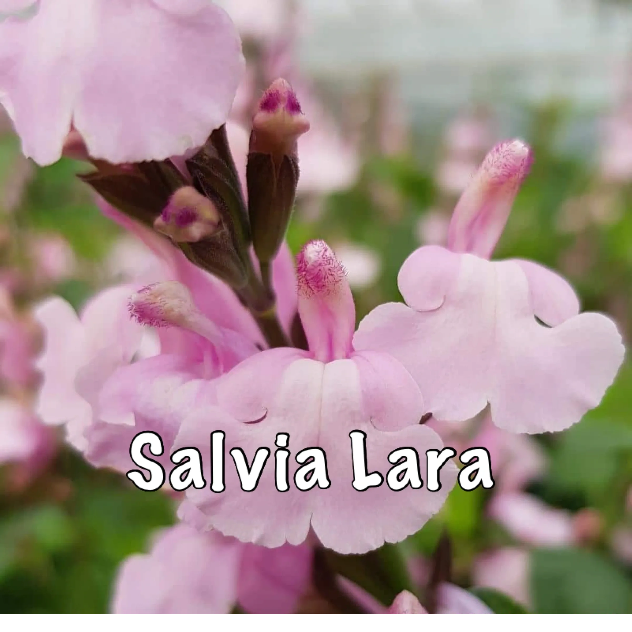 Salvia Lara