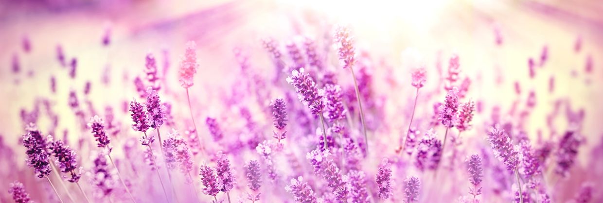 Close up image of a field of lavender blooms.