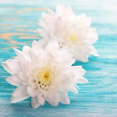 Two white chrysanthemums sitting on a blue wooden table 