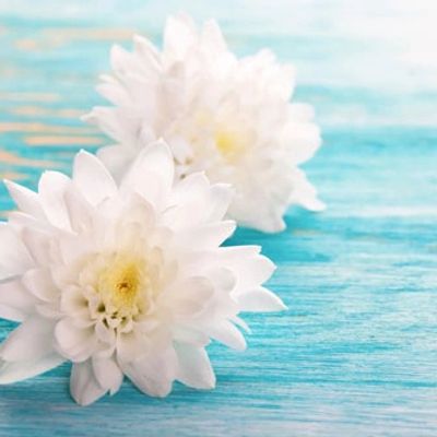 2 white flowers placed on a blue wooden surface.