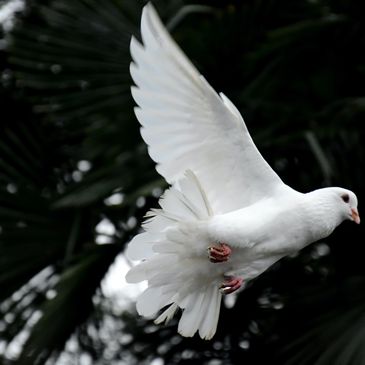 A white dove in mid-flight against a dark leafy background
