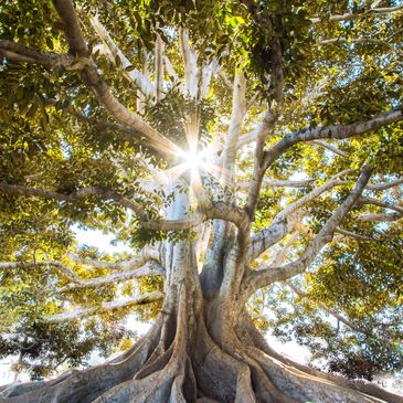 Massive tree with sprawling roots and sun shining through its branches