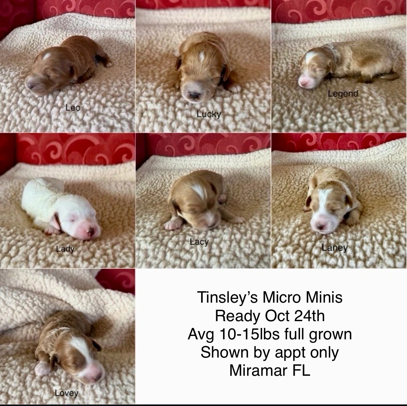 Newborn micro miniature puppies with names and adoption info.