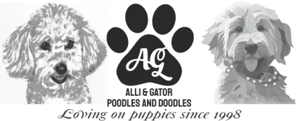 Alli & Gator Poodles & Doodles