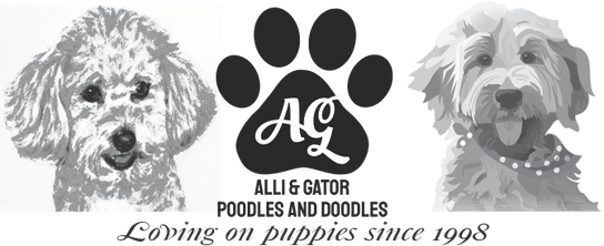Alli & Gator Poodles & Doodles