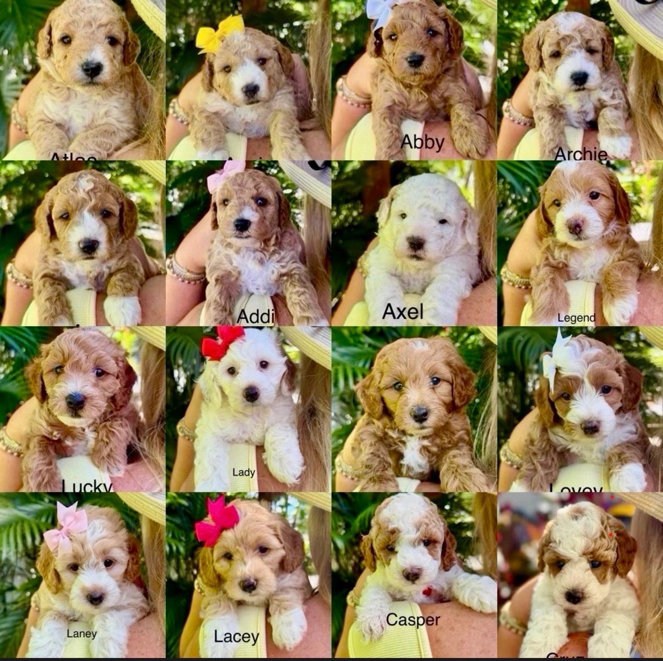 Adorable puppies with names and bows.