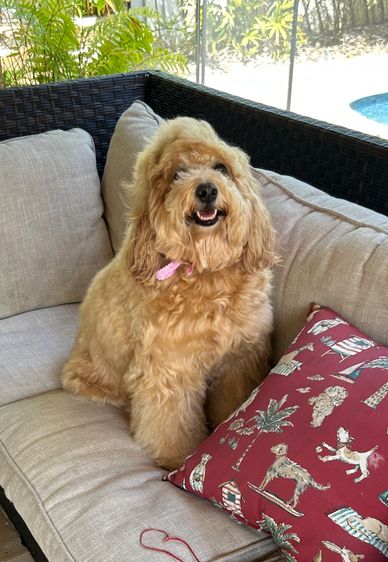 Fluffy dog with a pink collar sitting on a beige couch.