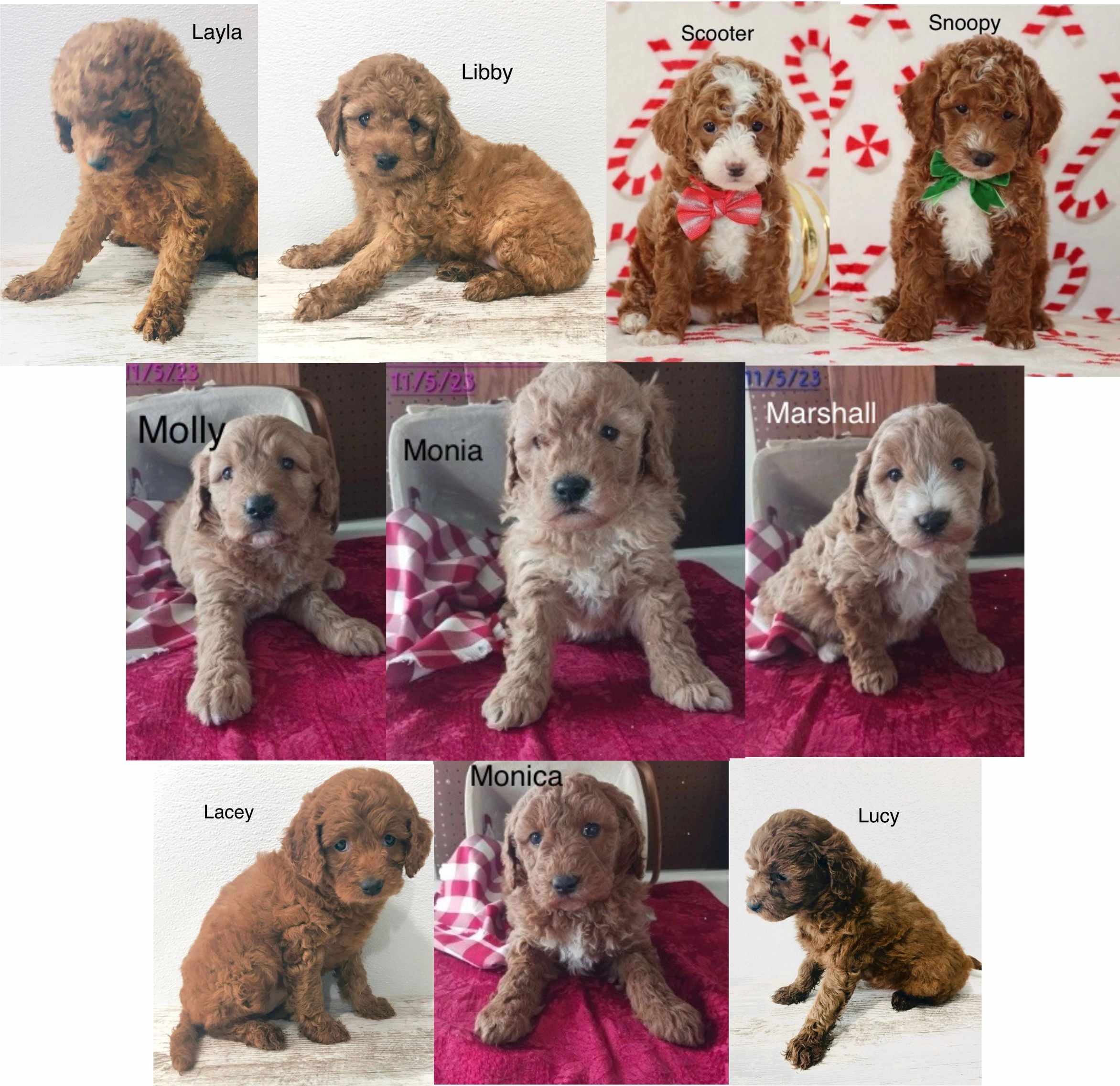 Standard, Toy & Mini: Goldendoodle Difference - Premier Pups - Premier Pups