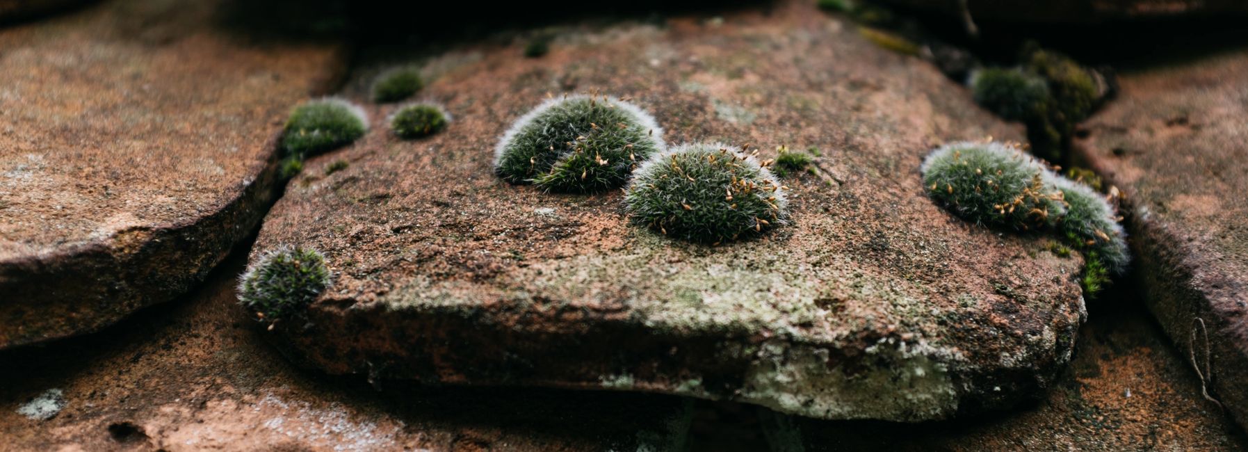 Roof restoration is needed as the tile is covered in moss and chipped