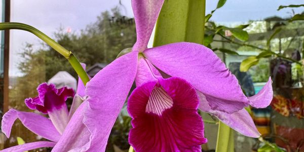 Close-up of a pink and purple orchid flower.