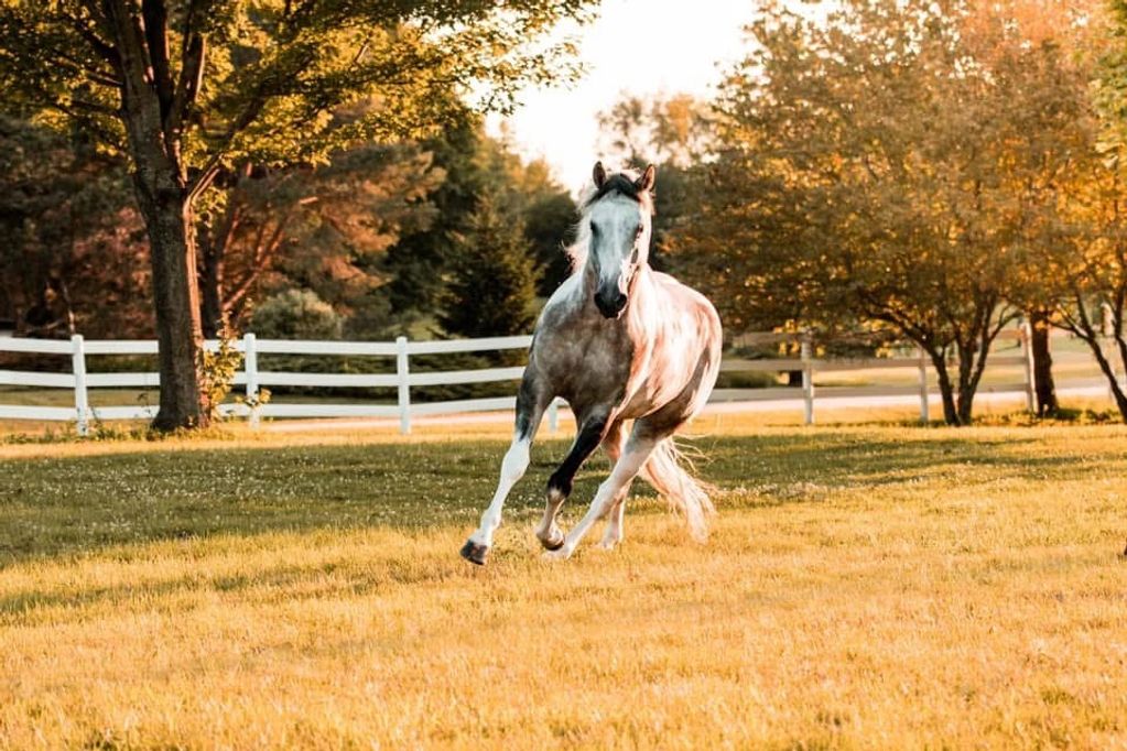 APHA Fancy Bandit Dunit Standing 2026 Season 
STUD FEE $600