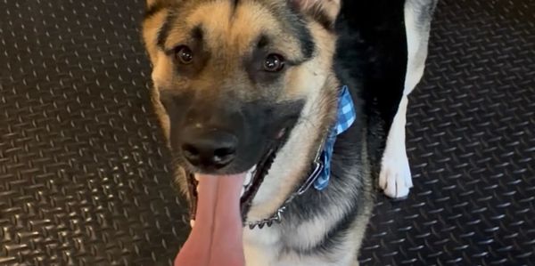 Happy German Shepherd with tongue out on a textured floor.