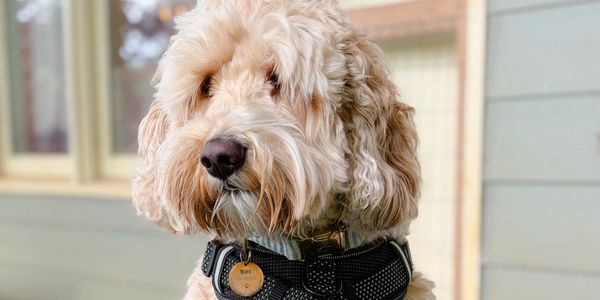 Fluffy beige dog with curly fur wearing a black harness and tag.