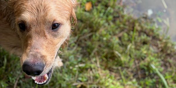 Close-up of a wet dog near grass and water.