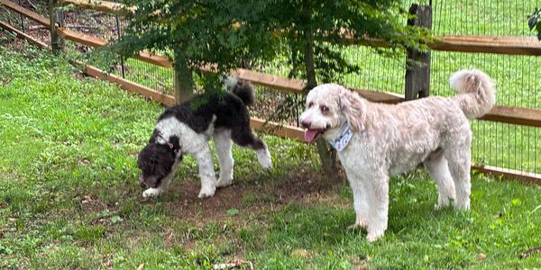 Two dogs in a grassy fenced yard, one sniffing the ground and the other looking happy.