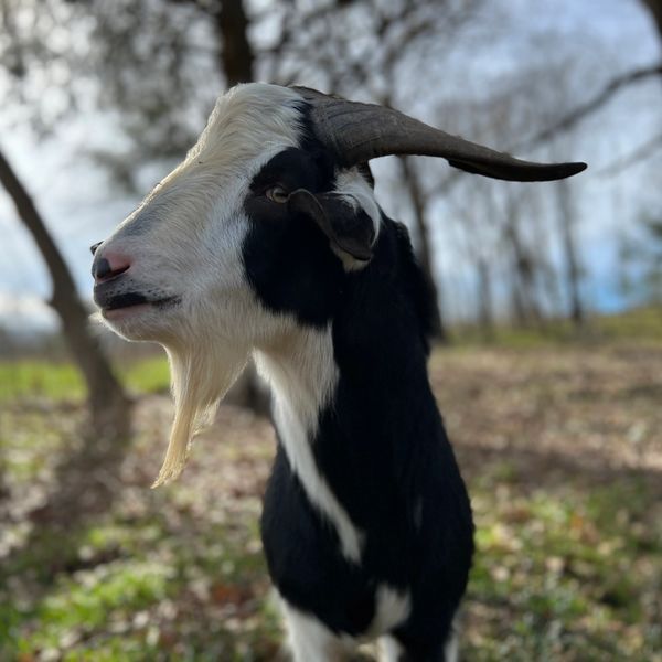 Kiko Herd Sire