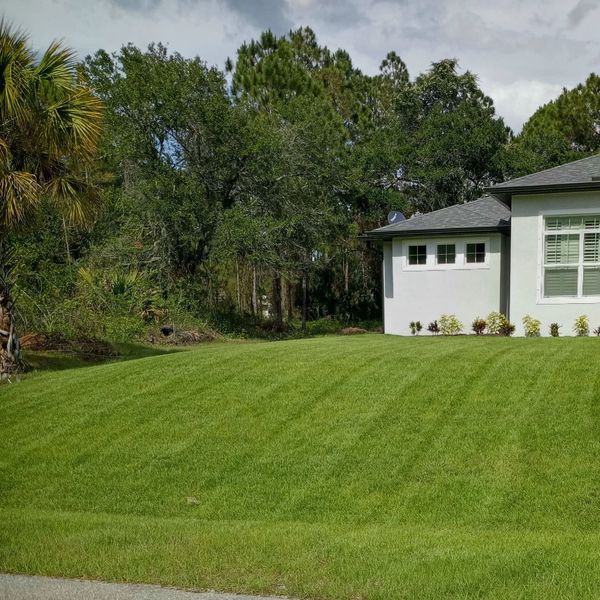 Well-maintained green lawn beside a modern white house with trees in the background.