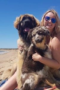 girl in bikini with dogs at beach