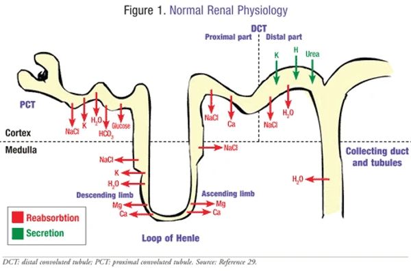 Diagram of normal renal physiology showing reabsorption and secretion.