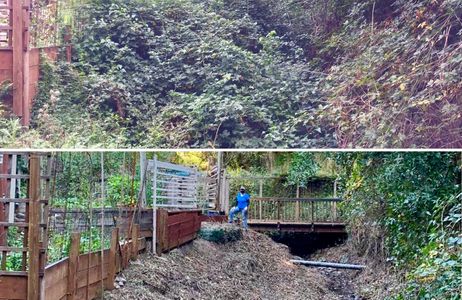 Invasive species removal. Removing blackberry
