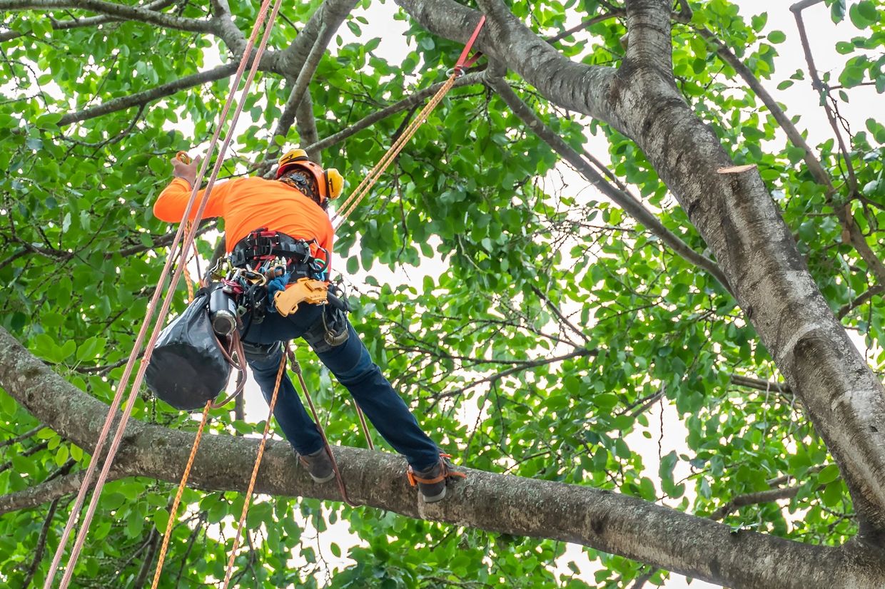 Tree Worker