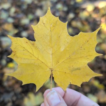 A hand holding a yellow maple leaf in autumn.