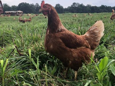 Chickens Whole – Chehalis Valley Farm