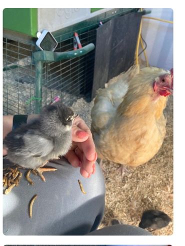 Baby Pip and mama Goldie.