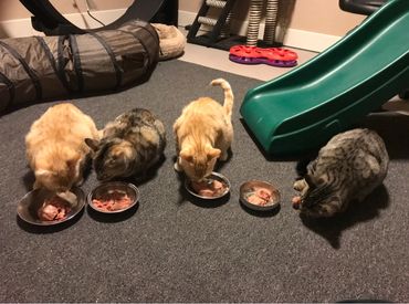 Kitten cats in the kitty boarding room 💗