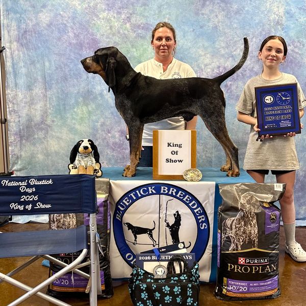 Bluetick coonhound wins King of Show at 2026 National Bluetick Days event.