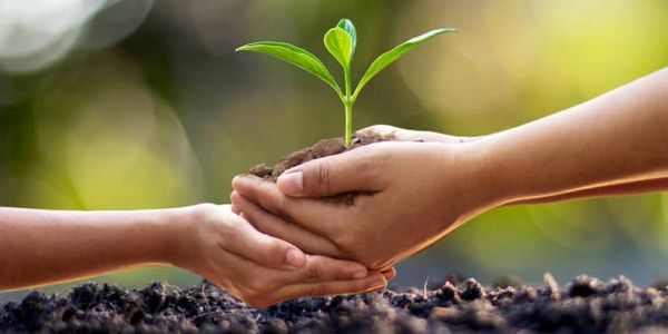 One set of hands sharing a plant to another set of hands.