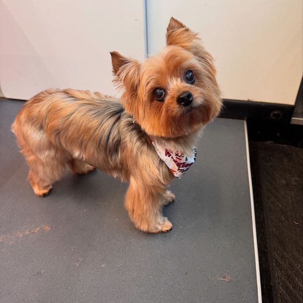 Yorkie groom in Pasadena