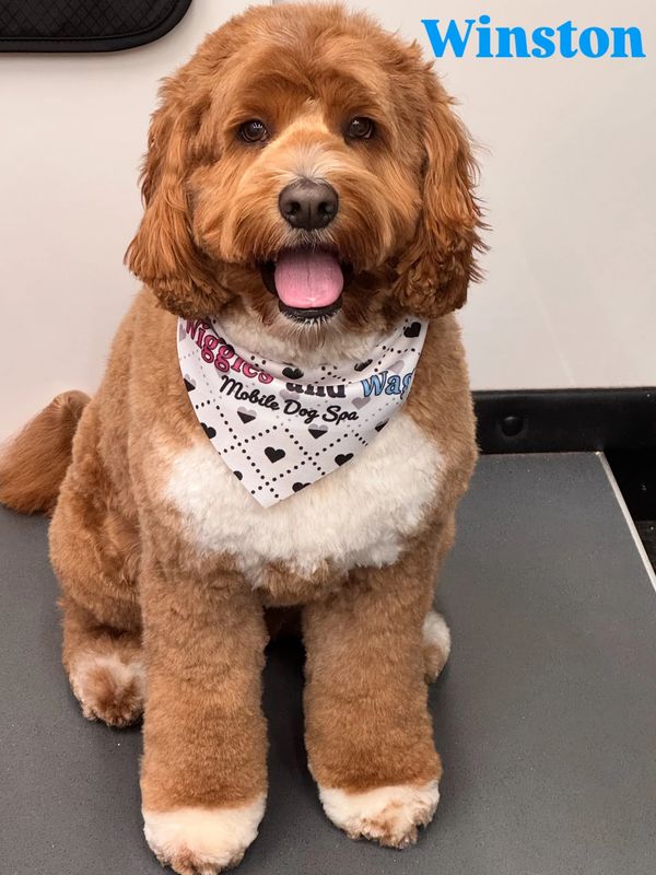 Doodle groom in Pasadena