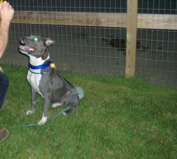 Survivor on the mend, Looking great during one of his training lessons.