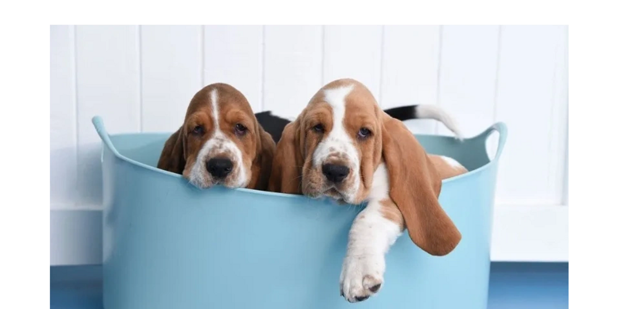 Legacy Basset Hound Puppies