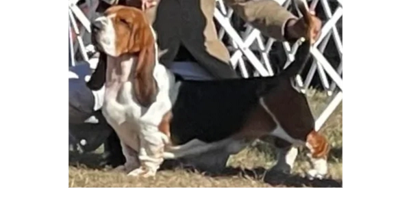 Legacy Basset Hounds, basset hound puppies