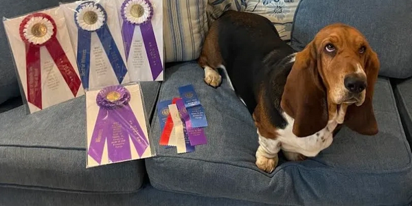 Legacy Basset Hounds, basset hound puppies