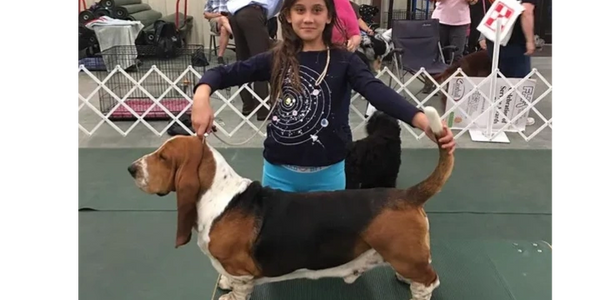 Legacy Basset Hounds, basset hound puppies