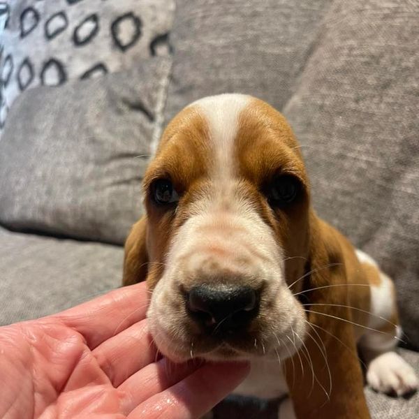 Basset Hound Puppies by Legacy Basset Hounds