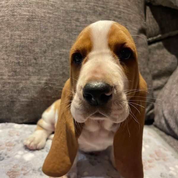 Basset Hound Puppies by Legacy Basset Hounds