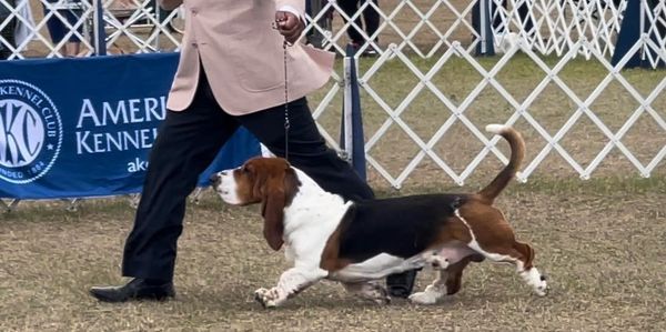 Legacy Basset Hounds, basset hound puppies