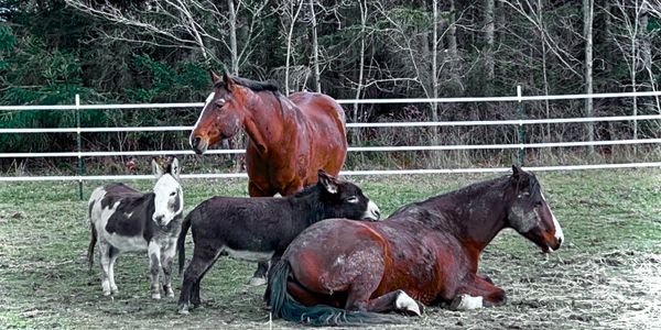 Two horses and two donkeys in a fenced field.