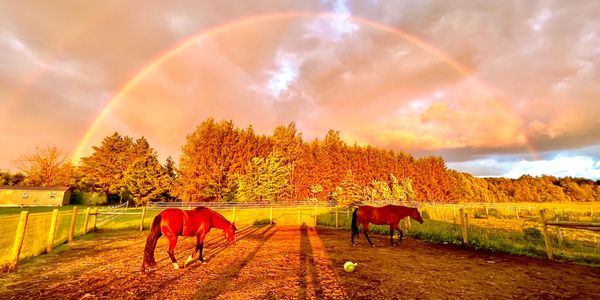 Sunset with the horses at SoulHorse Medicine 